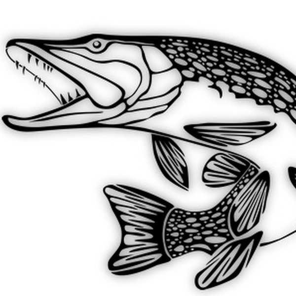 Щука контур