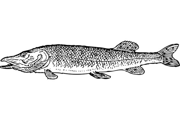 Раскраска рыба щука