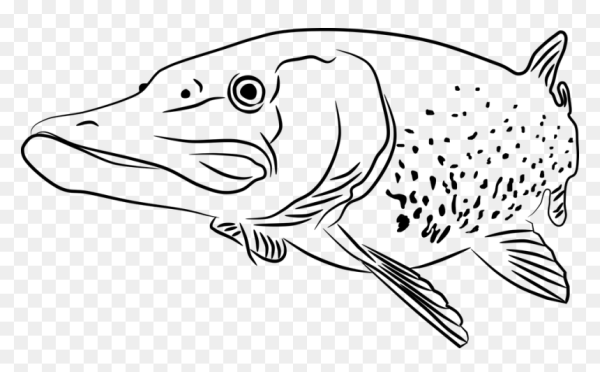 Щука для раскрашивания детям