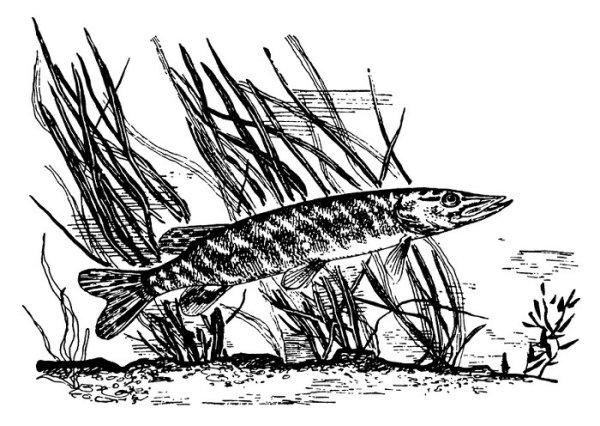 Щука раскраска