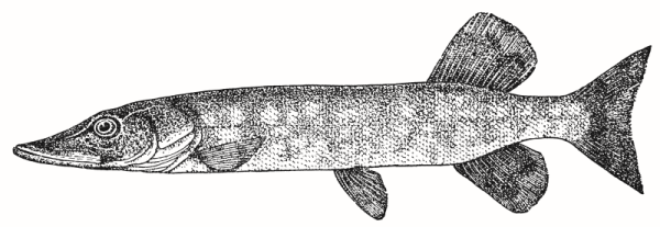 Рыба щука черно белая