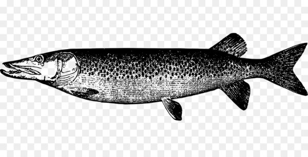 Щука черно белая