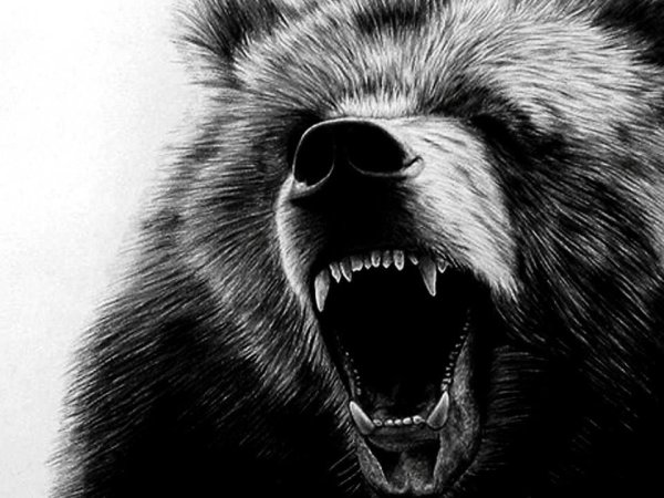 Оскал медведя эскиз