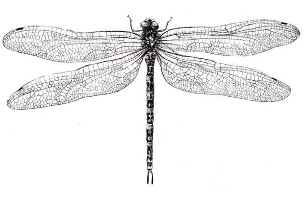 Стрекоза вид сверху