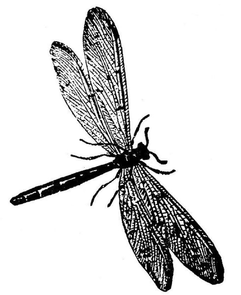 Стрекоза чб