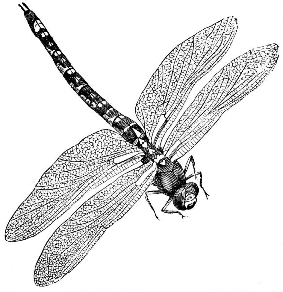 Эскиз весёлые Стрекозы