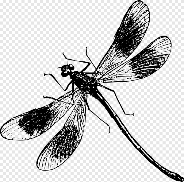 Стрекоза Дозорщик Император рисунок