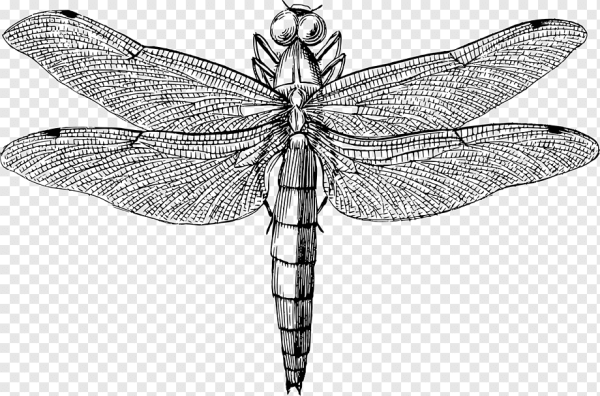 Стрекоза раскраска