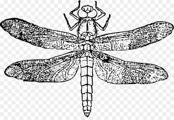 Силуэты насекомых для детей