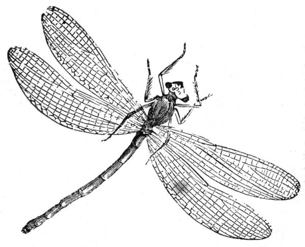 Стрекоза эскиз