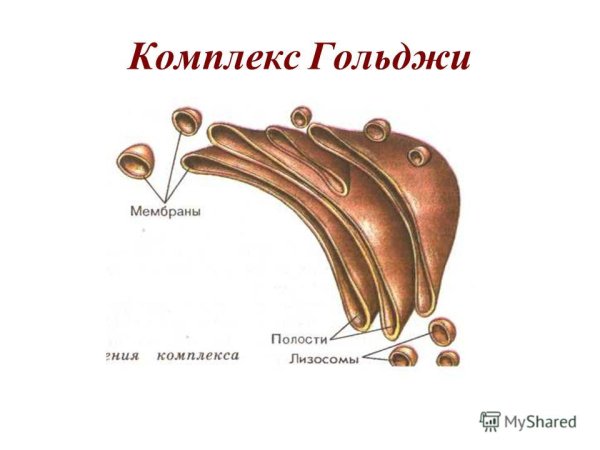 Цистерны комплекса Гольджи строение