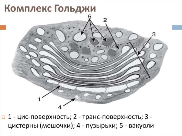 Органоид комплекс Гольджи