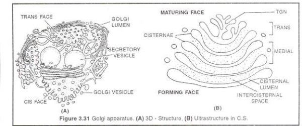 Мембранные пузырьки в аппарате Гольджи