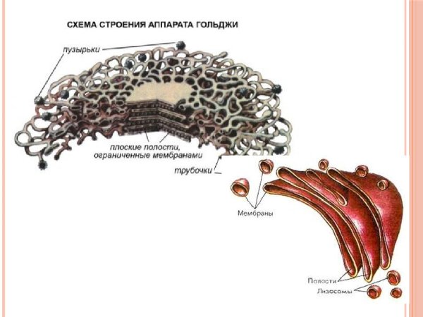 Стопки диктиосом