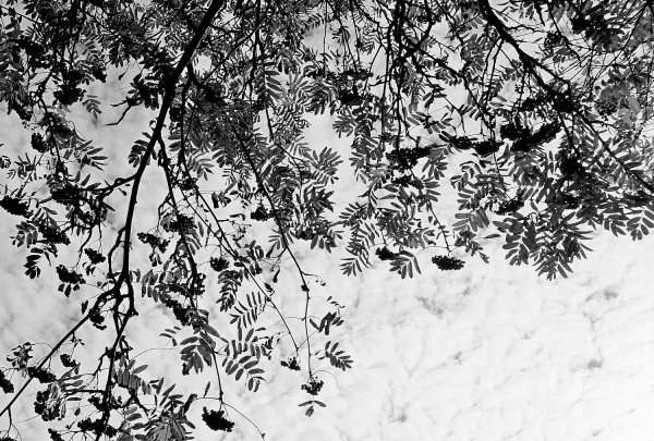 Осень в черно белом цвете