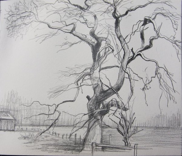 Зарисовки деревьев карандашом