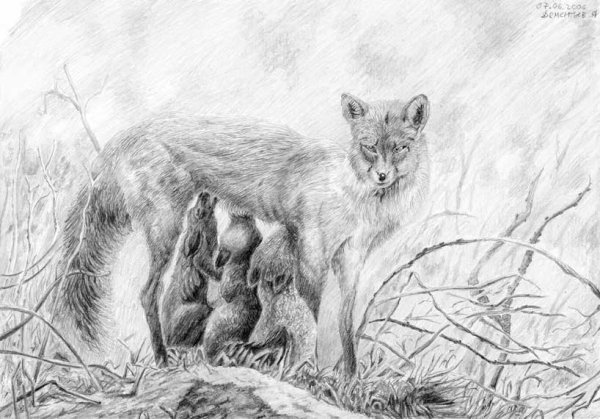 Зарисовки животных в лесу