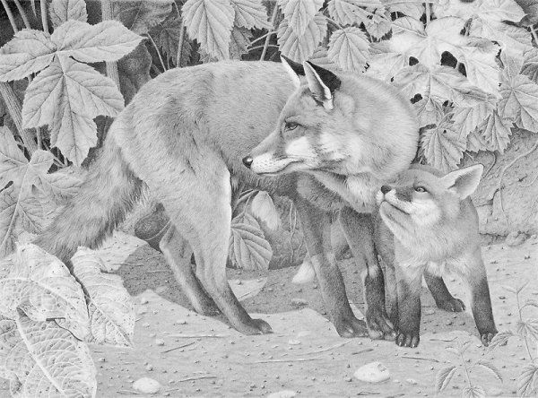 Рисунки карандашом природа и животные