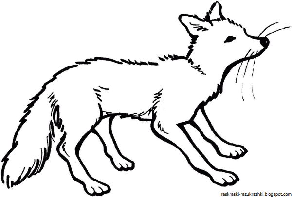 Раскраска лисы