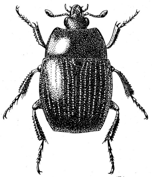 Жук черно белый