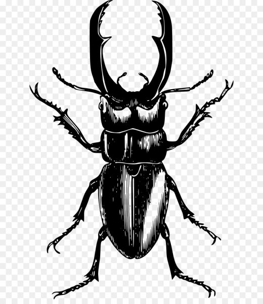 Жук Рогач черный