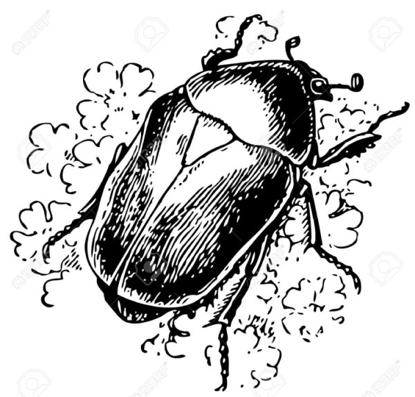 Жук золотистая бронзовка