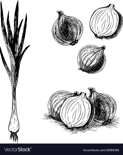 Раскраски лука репчатого для детей