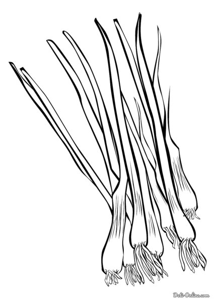 Лук репчатый рисунок