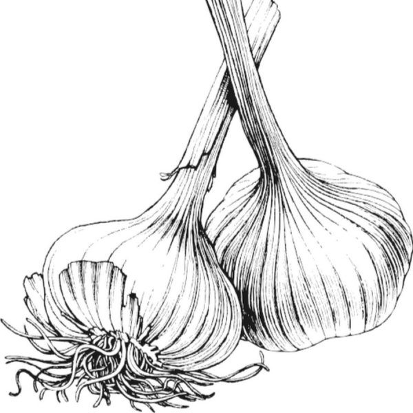 Раскраска луг