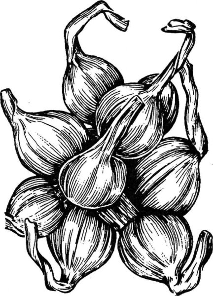 Лук раскраска для детей