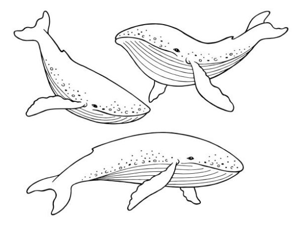 Гренландский кит раскраска