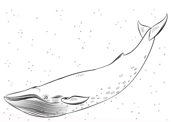 Кит на белом фоне черно белый