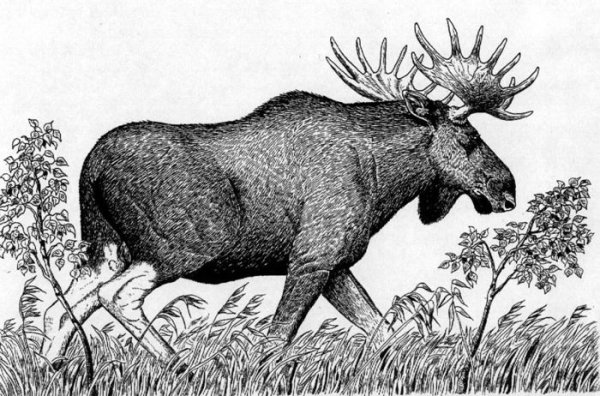 Гравюра "лоси"