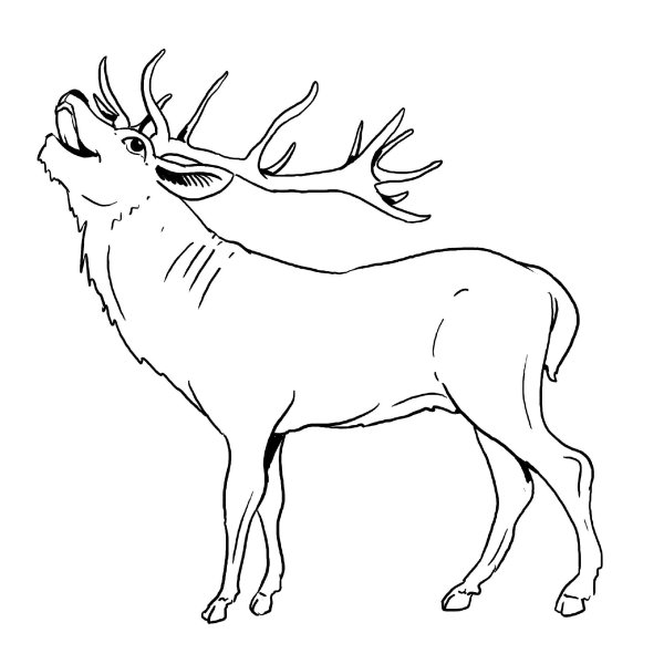 Олень раскраска