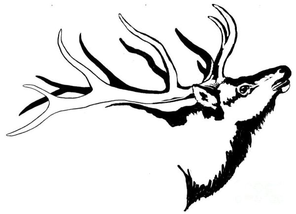 Трафарет для выжигания олень