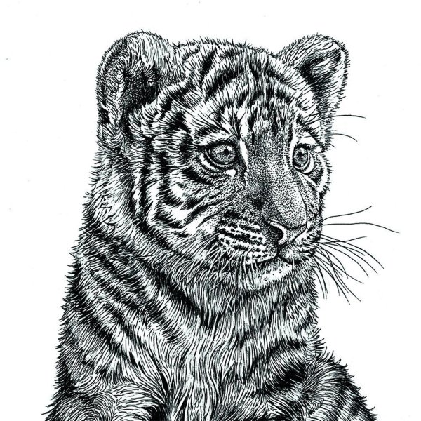 Тигренок чб