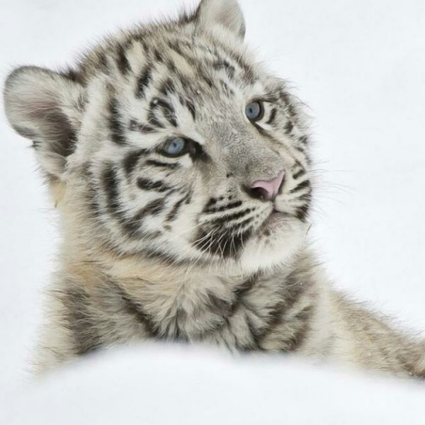 Тигренок черно белый на белом фоне