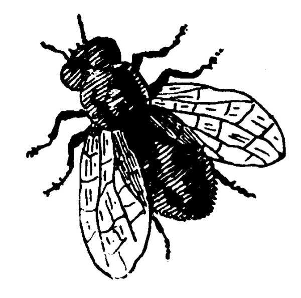 Муха контур