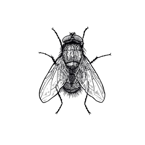Муха набросок
