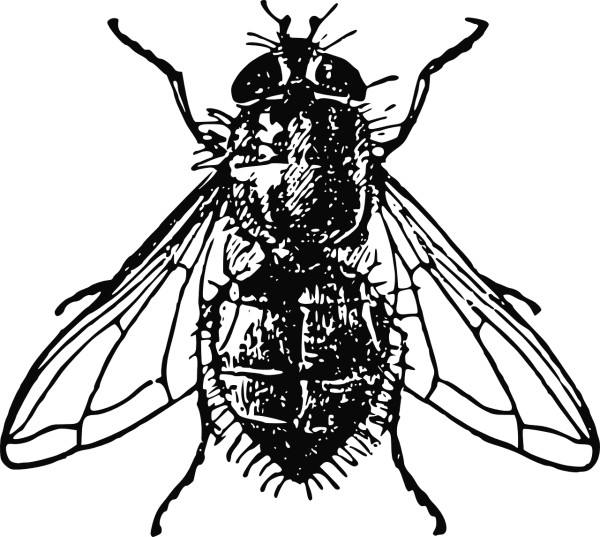 Муха черно белая