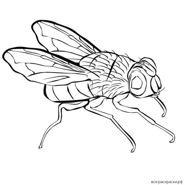 Муха ЦЕЦЕ контур
