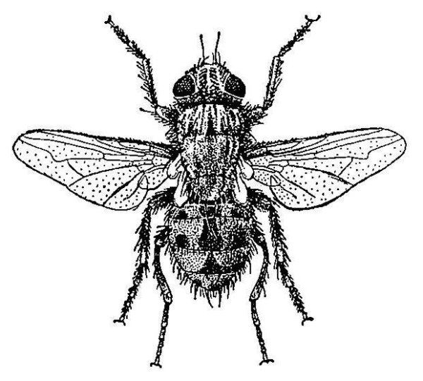 Вольфартова Муха морфология