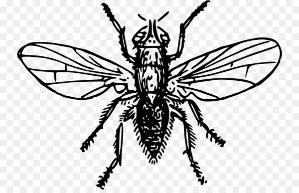 Муха симметрия