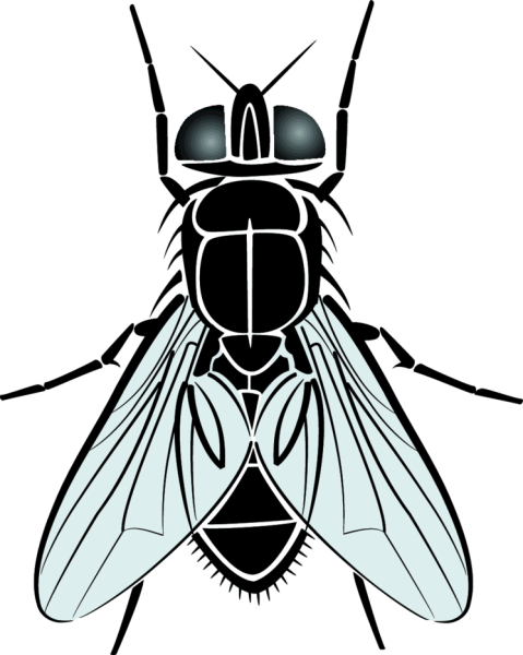 Муха силуэт