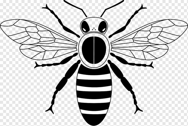 Оса раскраска для детей