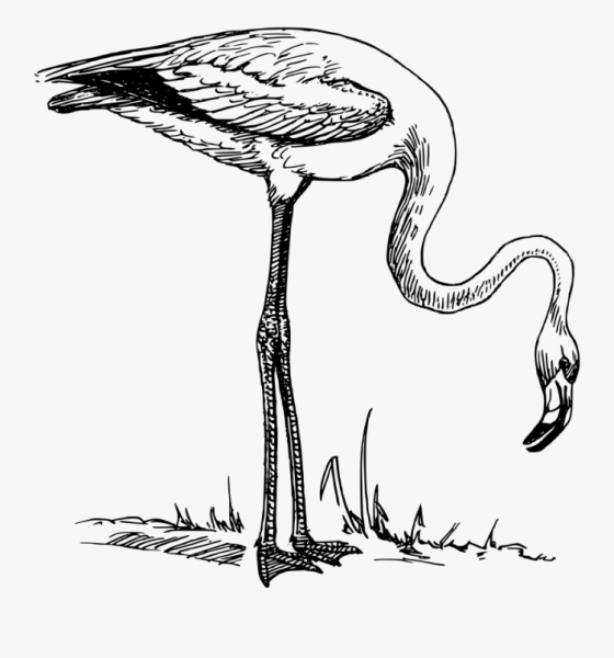 Фламинго рисунок