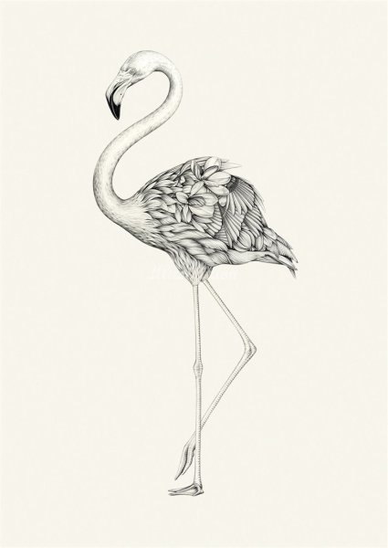 Фламинго набросок