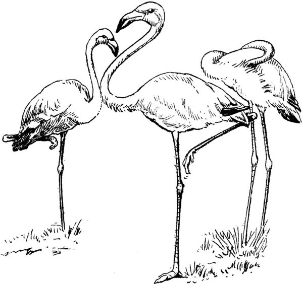 Раскраска Фламинго