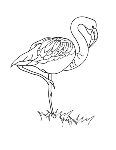 Фламинго раскраска для детей