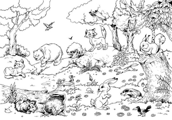 Раскраска осенний лес